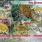 MALI 2023 - Feline mari / set complet-colite + bloc (4 imagini)