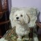 Monta bichon