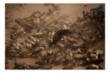 Tablou Canvas, "Dansul vulturilor &icirc;ntr-o furtună de praf", Vulturi, Căprioară, Haos, Prăfuit, Aripi, Natură, Agitație, Sălbăticie, Pradă, Supraviețuir