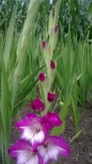 Gladiole Bulbi Dared pachet 4 bulbi foto