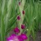 Gladiole Bulbi Dared pachet 4 bulbi