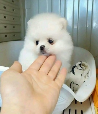 Pomeranian teacup foto