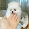 Pomeranian rasa pura