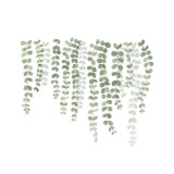 Autocolant Decorativ pentru Multiple Suprafete, Frunze de Plante Cataratoare si Liane, 55 x 45 cm Verde 45 cm 55 cm 45 cm Verde 1 Folie