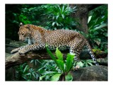 Tablou Canvas, "Leopard odihnindu-se &icirc;n junglă luxuriantă", Leopard, Frunziș, Ramură, P&acirc;ndă, Agilitate, sălbăticie, Camuflaj, Natură, Eleganță, 39 x 2