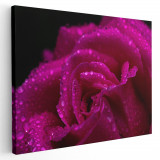 Tablou trandafir roz cu roua, detaliu, roz, negru 1620 Tablou canvas pe panza CU RAMA 60x80 cm