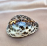 SCOICĂ NATURALĂ DE TIP GHIOC - CYPRAEA TIGRIS