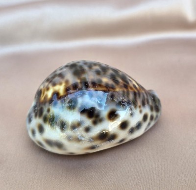 SCOICĂ NATURALĂ DE TIP GHIOC - CYPRAEA TIGRIS foto