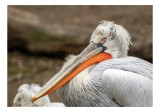 Tablou Canvas, "Pelican vis&acirc;nd la orizont liniștit", Nu pot spune ce este &icirc;n imagine, dar dacă este un pelican, acesta ar putea fi descris astfel: Ele