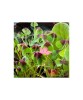 Bulb Trifoi Macris Oxalis Deppei Iron Cross Rosu, 5/+, Floarea Norocului, Planta Decorativa Gradina &amp; Ghiveci