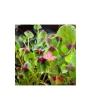Trifoi - Macris Oxalis, Deppei Iron Cross, Rosu, 5/+, 1 Bulb