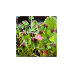 Trifoi - Macris Oxalis, Deppei Iron Cross, Rosu, 5/+, 1 Bulb