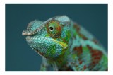 Cameleon culori vibrante natură, 39 x 26 cm, CMCLASS
