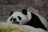 Tablou Canvas, "Panda somnoros pe st&acirc;ncă rece", Panda, Odihnă, Blană, Relaxare, Pierdere, Somn, Calm, Pereți, Natură, 39 x 26 cm, CMCLASS