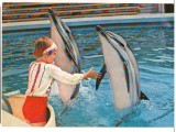 CPIB 16309 CARTE POSTALA - CONATANTA. DELFINARIU