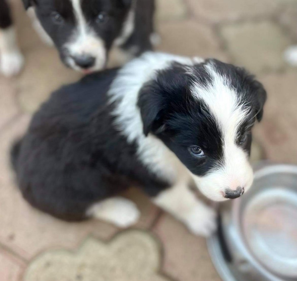 Pui Border Collie | arhiva Okazii.ro