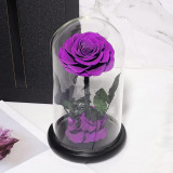 Cumpara ieftin Trandafir Criogenat bonita purpuriu &Oslash;9,5cm in cupola 12x25cm