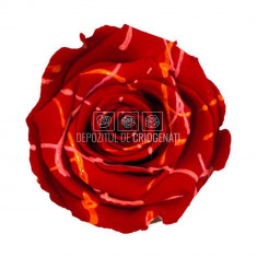 Trandafiri Criogenati XL RED FESTIVAL (Ø6-6,5cm, set 6 buc/cutie)