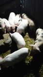 purcei de v&acirc;nzare