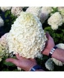 Hortensie, Hydrangea panic. HERCULES Grhp14 PBR C2