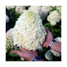 Hortensie, Hydrangea panic. HERCULES Grhp14 PBR C2