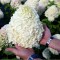Hortensie, Hydrangea panic. HERCULES Grhp14 PBR C2