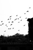 Tablou Canvas, "Zborul păsărilor peste acoperișuri vechi", Păsări, Zbor, Cer, Siluetă, Acoperiș, Contrast, Natură, Libertate, Frumusețe, Arhitectură,