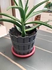 ALOE VERA- plante &icirc;n ghiveci