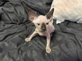 Pui de Sphynx de v&acirc;nzare - Adorabili și Jucăuși!