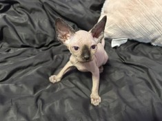 Pui de Sphynx de v&acirc;nzare - Adorabili și Jucăuși!