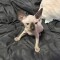 Pui de Sphynx de v&acirc;nzare - Adorabili și Jucăuși!