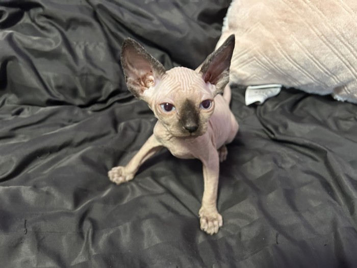 Pui de Sphynx de v&acirc;nzare - Adorabili și Jucăuși!