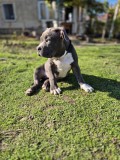 Pui American Bully standard