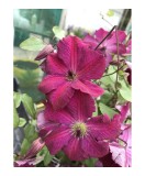 Clematis &#039;Carmencita&#039; - Ghiveci1 litru - roșu carmin, Oem