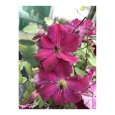Clematis &#039;Carmencita&#039; - Ghiveci1 litru - roșu carmin
