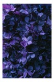 Tablou Canvas, "Frumusețea misterului floral nocturn", Frunziș, Violet, Mister, Textură, Abundență, Umbre, &Icirc;nflorire, Contrast, 26 x 39 cm, CMCLASS