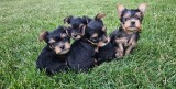 Yorkshire Terrier - 4 masculi