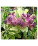 Planta Vița de ciocolată pestriță, Akebia quinata Variegata P9, ghiveci 9cm