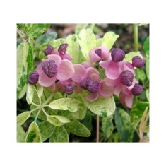 Planta Vița de ciocolată pestriță, Akebia quinata Variegata P9, ghiveci 9cm