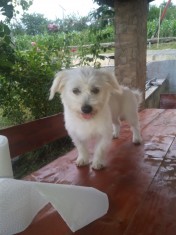Catelusa bichon metis foto