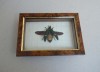 &quot;Catoxantha opulenta&quot; coleopter din Thailanda Taxidermie