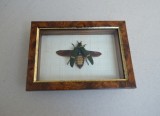 &quot;Catoxantha opulenta&quot; coleopter din Thailanda Taxidermie