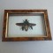 &quot;Catoxantha opulenta&quot; coleopter din Thailanda Taxidermie