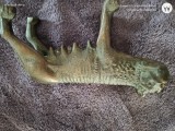 Lupoaica romana ,piesa fonta ,circa 25 cm lungime