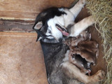 Husky siberian rasa pura, Pedigree