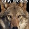 Gray Wolves