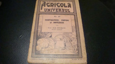 Ilie Isvoranu-Castraveti,pepeni si dovlecei-1938-Biblioteca agricola Universul foto