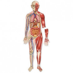 Set magnetic educativ pentru copii- Macheta corpului uman - sistemul osos si muscular foto