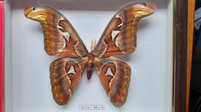 Atlas Moth-fluture gigant foto