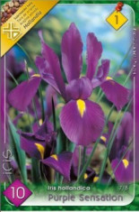Iris hollandica Purple Sensation (10 bulbi) foto